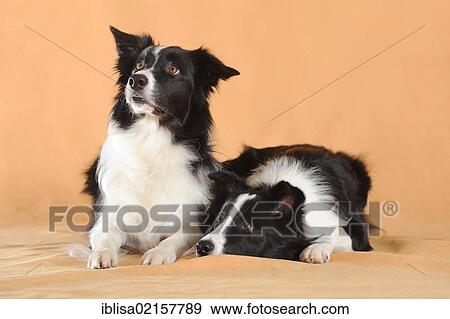 Two Border Collies, lying View Large Photo Image Stock Photo - Two Border Collies, lying. Fotosearch
