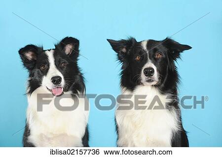 Stock Photograph - Two Border Collies, portrait, in front of turquoise. Fotosearch