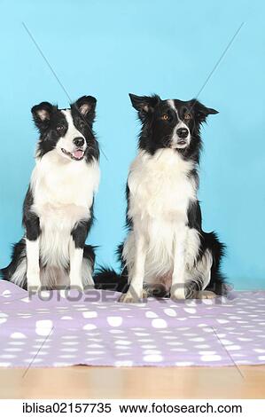 Two Border Collies sitting on a purple blanket in front of turquoise View Large Photo Image Stock Photography - Two Border Collies sitting on a purple blanket in front of turquoise. Fotosearch