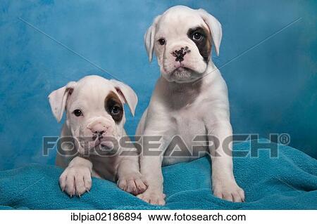 Two Boxer puppies View Large Photo Image Picture - Two Boxer puppies. Fotosearch