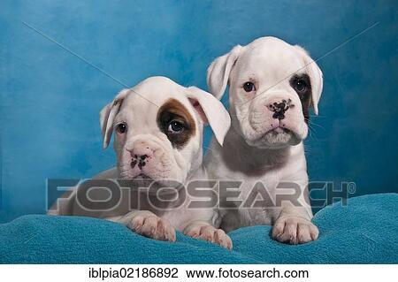 Stock Image - Two Boxer puppies. Fotosearch