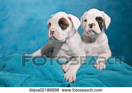 Two Boxer puppies View Large Photo Image Stock Photo - Two Boxer puppies. Fotosearch