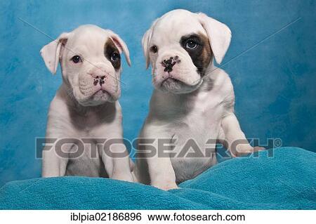 Stock Photograph - Two Boxer puppies. Fotosearch