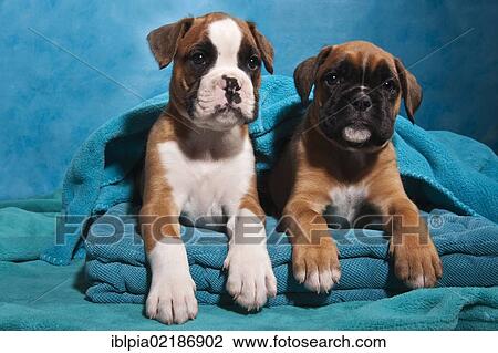 Two Boxer puppies, wrapped in a blanket View Large Photo Image Stock Image - Two Boxer puppies, wrapped in a blanket. Fotosearch