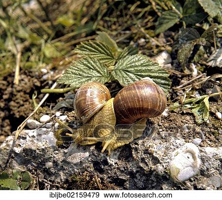Stock Photo - Two Burgundy Snails, Roman Snails or Edible Snails (Helix pomatia), mating. Fotosearch