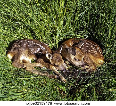 Two Fallow Deer (Dama dama) fawns lying in the grass, Allgaeu, Bavaria, Germany, Europe View Large Photo Image Stock Photo - Two Fallow Deer (Dama dama) fawns lying in the grass, Allgaeu, Bavaria, Germany, Europe. Fotosearch