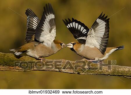 Two fighting males grosbeak (Coccothraustes coccothraustes) on a branch, Ilztal municipality, Weiz district, Styria, Austria, Europe View Large Photo Image Stock Photo - Two fighting males grosbeak (Coccothraustes coccothraustes) on a branch, Ilztal municipality, Weiz district, Styria, Austria, Europe. Fotosearch