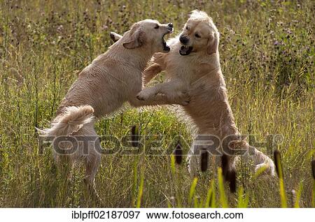 Stock Photo - Two Golden Retrievers in a playful fight. Fotosearch