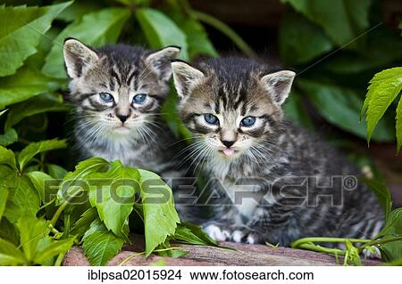 Two grey tabby domestic cats, kittens, North Tyrol, Austria, Europe View Large Photo Image Picture - Two grey tabby domestic cats, kittens, North Tyrol, Austria, Europe. Fotosearch