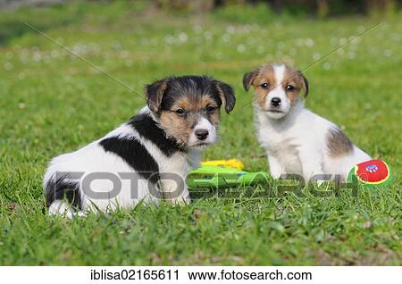 Two Jack Russell Terrier puppies sitting on the lawn View Large Photo Image Stock Image - Two Jack Russell Terrier puppies sitting on the lawn. Fotosearch