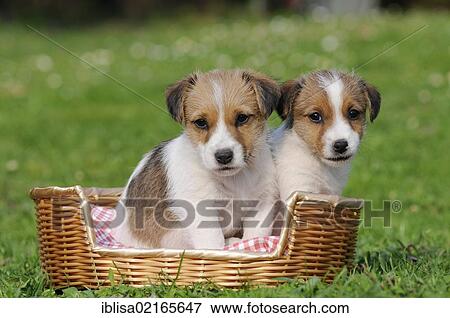 Two Jack Russell Terrier puppies sitting in a basket View Large Photo Image Stock Photo - Two Jack Russell Terrier puppies sitting in a basket. Fotosearch