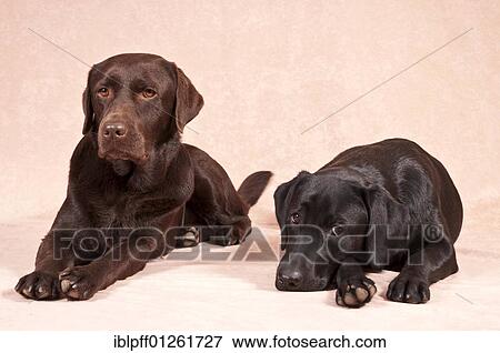 Two Labrador Retrievers View Large Photo Image Stock Photo - Two Labrador Retrievers. Fotosearch