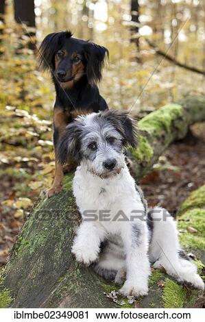 Stock Image - Two mixed-breed Dogs (Canis lupus familiaris) sitting on a tree trunk, Grunewald, Berlin, Germany, Europe. Fotosearch