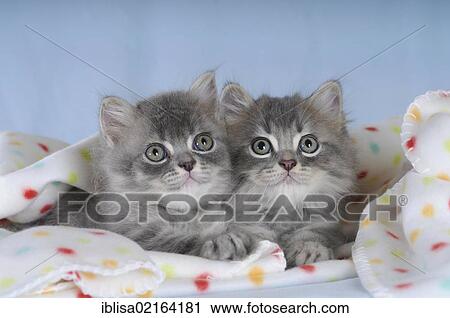 Two Persian kittens lying on a spotted blanket View Large Photo Image Stock Image - Two Persian kittens lying on a spotted blanket. Fotosearch