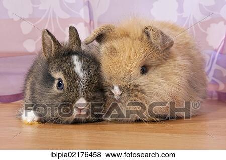 Stock Photo - Two small dwarf rabbits under a curtain. Fotosearch