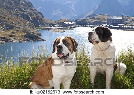 Two St. Bernard dogs of the Barry Foundation sitting on the grass, Great St. Bernard Pass, Valais, Switzerland, Europe View Large Photo Image Stock Image - Two St. Bernard dogs of the Barry Foundation sitting on the grass, Great St. Bernard Pass, Valais, Switzerland, Europe. Fotosearch