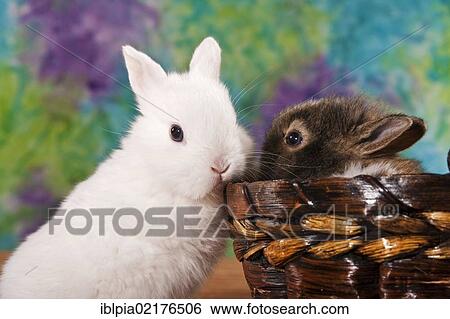 Two young dwarf rabbits, one in a basket View Large Photo Image Stock Photograph - Two young dwarf rabbits, one in a basket. Fotosearch