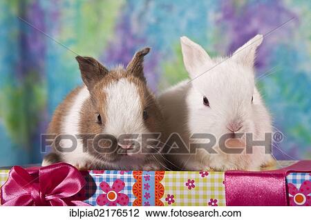 Two young dwarf rabbits sitting on a gift box View Large Photo Image Stock Image - Two young dwarf rabbits sitting on a gift box. Fotosearch