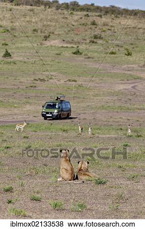Two young Lions (Panthera leo) observing gazelles, in front of a safari bus, Masai Mara National Reserve, Kenya, East Africa, Africa, PublicGround, Africa View Large Photo Image Stock Photo - Two young Lions (Panthera leo) observing gazelles, in front of a safari bus, Masai Mara National Reserve, Kenya, East Africa, Africa, PublicGround, Africa. Fotosearch