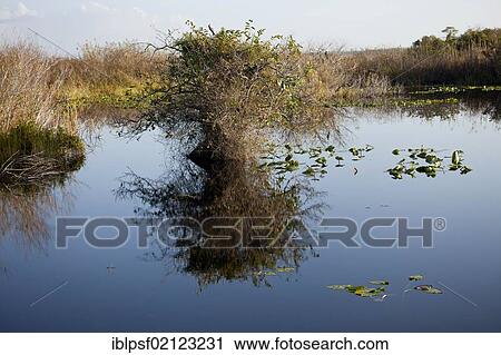 Typical vegetation along the Anhinga Trail reflected in the water, Everglades National Park in Florida, USA, North America View Large Photo Image Stock Image - Typical vegetation along the Anhinga Trail reflected in the water, Everglades National Park in Florida, USA, North America. Fotosearch
