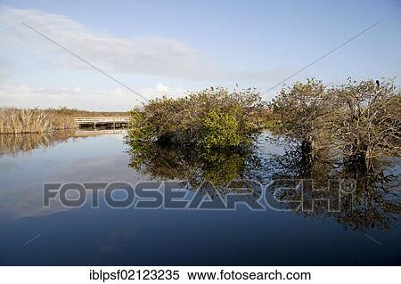 Typical vegetation along the Anhinga Trail reflected in the water, Everglades National Park in Florida, USA, North America View Large Photo Image Stock Photography - Typical vegetation along the Anhinga Trail reflected in the water, Everglades National Park in Florida, USA, North America. Fotosearch