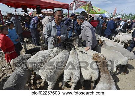 Uyghur Muslim men wearing traditional caps, with their sheep for sale, historic Silk Road, Uyghur animal market and Sunday market, Kashgar, Xinjiang, China, Asia View Large Photo Image Stock Image - Uyghur Muslim men wearing traditional caps, with their sheep for sale, historic Silk Road, Uyghur animal market and Sunday market, Kashgar, Xinjiang, China, Asia. Fotosearch