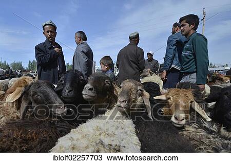 Uyghur Muslim men wearing traditional caps, negotiating the purchase price for their sheep, historic Silk Road, Uyghur animal market and Sunday market, Kashgar, Xinjiang, China, Asia View Large Photo Image Stock Image - Uyghur Muslim men wearing traditional caps, negotiating the purchase price for their sheep, historic Silk Road, Uyghur animal market and Sunday market, Kashgar, Xinjiang, China, Asia. Fotosearch