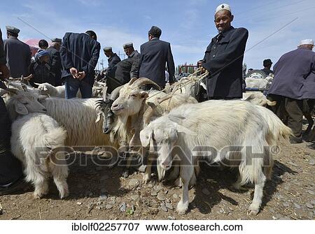 Stock Photo - Uyghur Muslim men wearing traditional caps, negotiating the purchase price for their sheep, historic Silk Road, Uyghur animal market and Sunday market, Kashgar, Xinjiang, China, Asia. Fotosearch