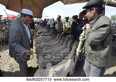 Uyghur Muslim men wearing traditional caps, negotiating the purchase price for their sheep, historic Silk Road, Uyghur animal market and Sunday market, Kashgar, Xinjiang, China, Asia View Large Photo Image Stock Photography - Uyghur Muslim men wearing traditional caps, negotiating the purchase price for their sheep, historic Silk Road, Uyghur animal market and Sunday market, Kashgar, Xinjiang, China, Asia. Fotosearch