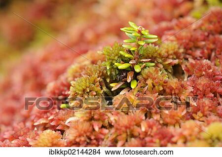 Picture - Various sorts of moss, close-up, Ringebufjellet, Norway, Europe. Fotosearch