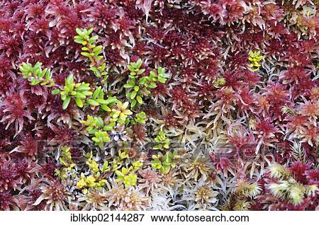 Various sorts of moss, close-up, Ringebufjellet, Norway, Europe View Large Photo Image Stock Photo - Various sorts of moss, close-up, Ringebufjellet, Norway, Europe. Fotosearch