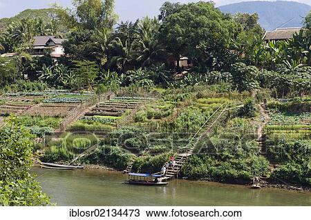 Vegetable gardens on the Nam Khan River, Luang Prabang, Laos, Indochina, Asia View Large Photo Image Stock Image - Vegetable gardens on the Nam Khan River, Luang Prabang, Laos, Indochina, Asia. Fotosearch
