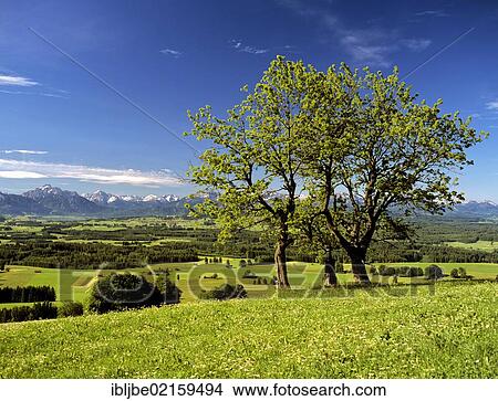 View from the south side of Auerberg Mountain, Thannheim Mountains, Saeuling, Allgaeu, Swabia, Bavaria, Germany, Europe View Large Photo Image Picture - View from the south side of Auerberg Mountain, Thannheim Mountains, Saeuling, Allgaeu, Swabia, Bavaria, Germany, Europe. Fotosearch