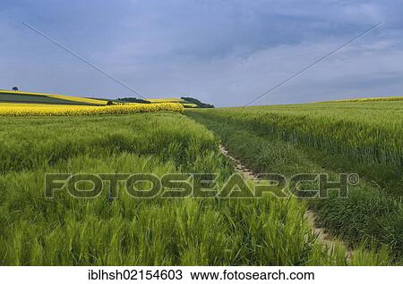 Stock Image - View of farmland, barley and flowering canola, Eifel mountain range, Rhineland-Palatinate, Germany, Europe. Fotosearch