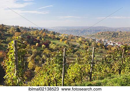 View over the vineyards near Stuttgart-Uhlbach, Baden-Wuerttemberg, Germany, Europe View Large Photo Image Stock Image - View over the vineyards near Stuttgart-Uhlbach, Baden-Wuerttemberg, Germany, Europe. Fotosearch