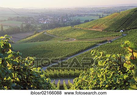 Vineyard near Heuholz, Hohenlohe, Baden-Wuerttemberg, Germany, Europe View Large Photo Image Stock Photo - Vineyard near Heuholz, Hohenlohe, Baden-Wuerttemberg, Germany, Europe. Fotosearch