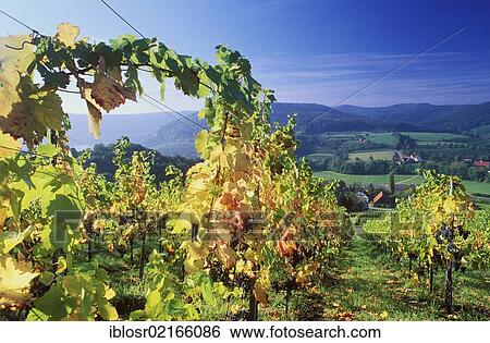 Vineyard near Heuholz, Hohenlohe, Baden-Wuerttemberg, Germany, Europe View Large Photo Image Stock Photograph - Vineyard near Heuholz, Hohenlohe, Baden-Wuerttemberg, Germany, Europe. Fotosearch
