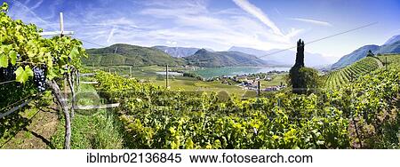 Stock Photography - Vineyards at Kalterere Lake, Alto Adige, Italy, Europe. Fotosearch