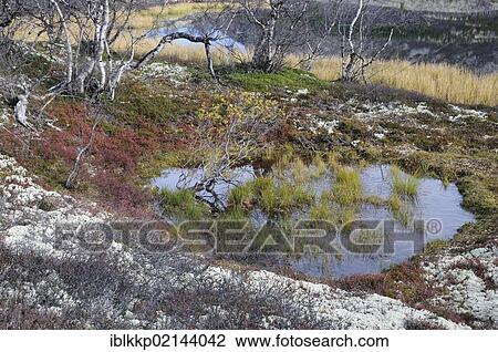 Water hole in fjell landscape in Rondane National Park, Norway, Europe View Large Photo Image Stock Image - Water hole in fjell landscape in Rondane National Park, Norway, Europe. Fotosearch
