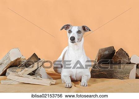 Stock Photograph - Whippet lying between logs. Fotosearch
