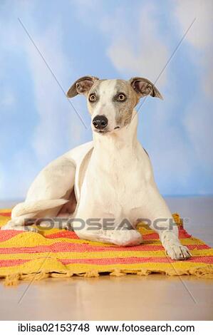 Stock Photo - Whippet lying on a blanket. Fotosearch