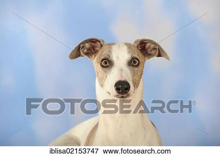 Stock Photo - Whippet, portrait. Fotosearch
