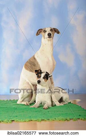 Stock Photo - Whippet, sitting, and Parson Russell Terrier, lying. Fotosearch