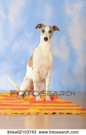 Stock Image - Whippet sitting on a blanket. Fotosearch
