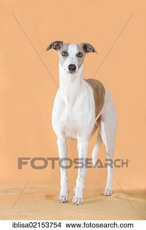Picture - Whippet standing. Fotosearch