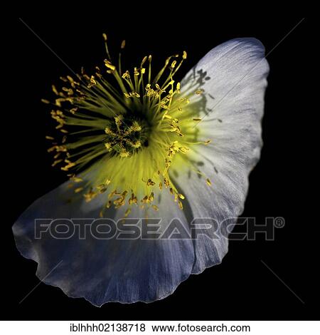 Stock Photo - White Alpine poppy (Papaver alpinum subsp. sendtneri), Erfurt, Thuringia, Germany, Europe. Fotosearch