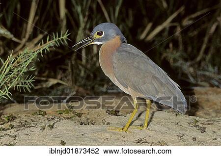 White-backed Night Heron (Gorsachius leuconotus), Okavango Delta, Botswana, Africa View Large Photo Image Stock Image - White-backed Night Heron (Gorsachius leuconotus), Okavango Delta, Botswana, Africa. Fotosearch
