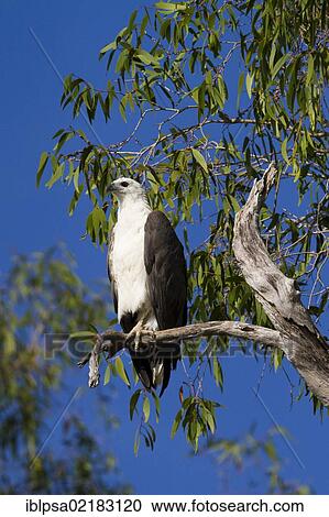 Stock Image - White-bellied sea eagle (Haliaeetus leucogaster), Kakadu National Park, Northern Territory, Australia, Oceania. Fotosearch