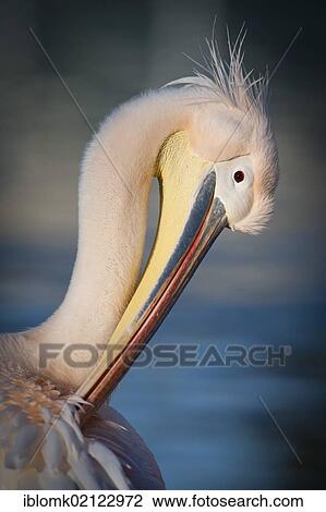 White Pelican (Pelecanus onocrotalus), preening, Stuttgart, Baden-Wuerttemberg, Germany, Europe View Large Photo Image Stock Image - White Pelican (Pelecanus onocrotalus), preening, Stuttgart, Baden-Wuerttemberg, Germany, Europe. Fotosearch