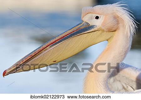 White Pelican (Pelecanus onocrotalus), Stuttgart, Baden-Wuerttemberg, Germany, Europe View Large Photo Image Stock Image - White Pelican (Pelecanus onocrotalus), Stuttgart, Baden-Wuerttemberg, Germany, Europe. Fotosearch